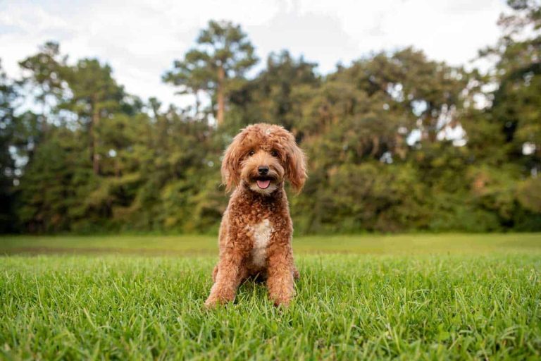 Mini Goldendoodle: Balancing Happiness and Care
