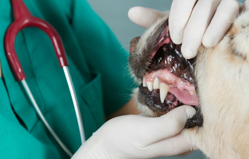 The Facts Behind Dental Extraction in Dogs: Evaluating its Rewards and Risk