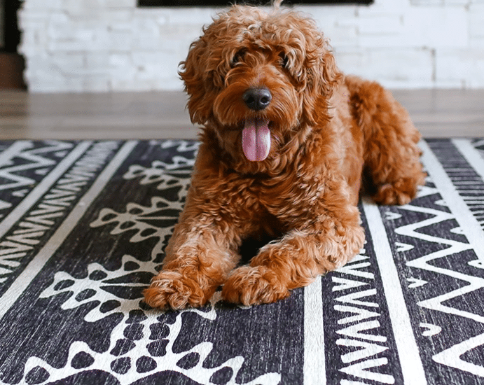 Top Tips for Choosing Pet-Friendly Rugs for Your Space